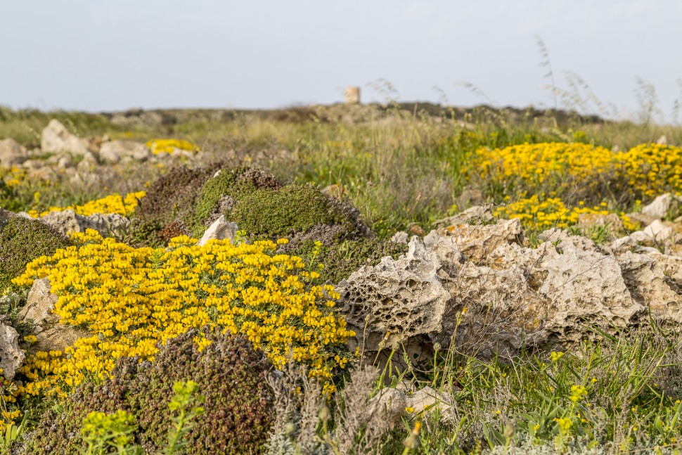 Camí-de-Cavalls-Menorca