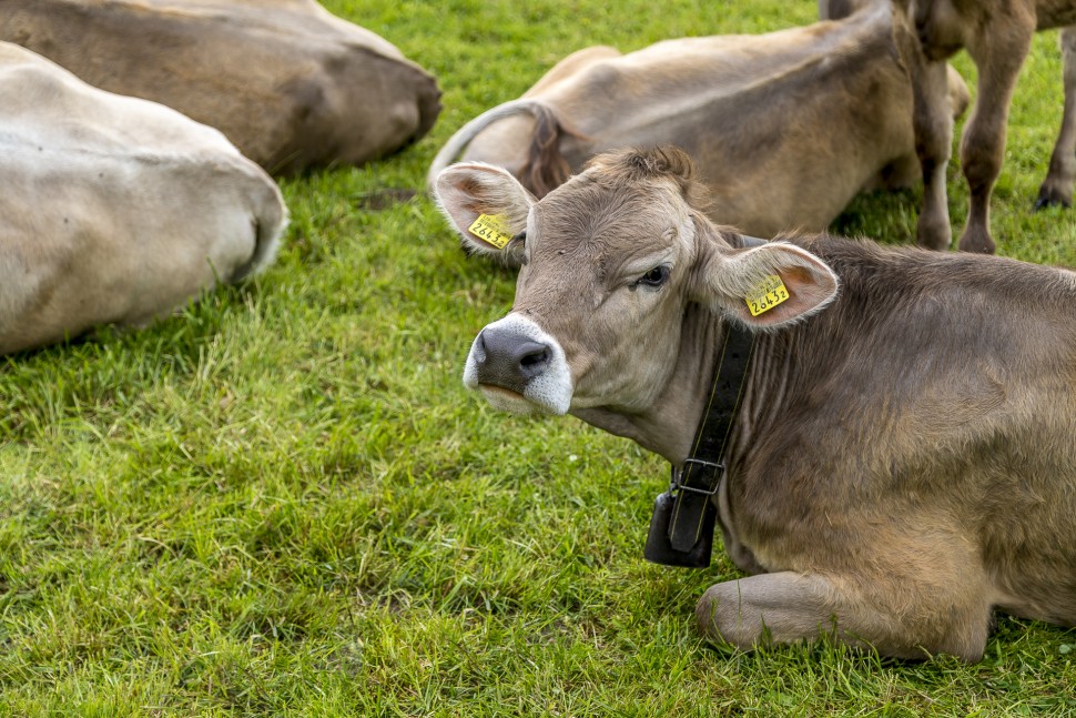 Landwirtschaft-Kuh