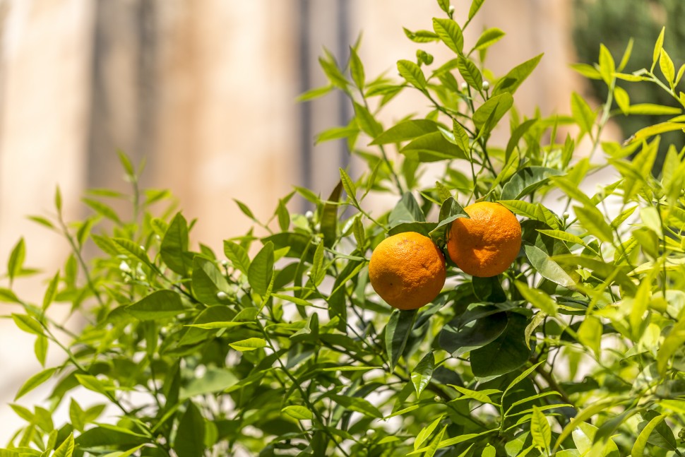 Orangen-Balearen