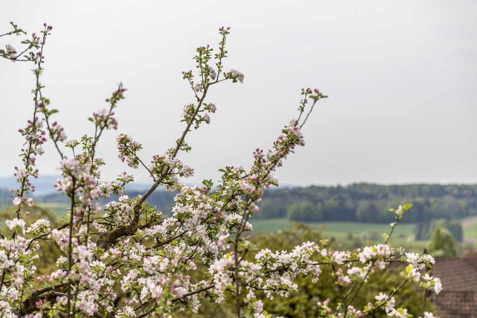 Ostschweiz-Thurgau-Apfelbluete-1