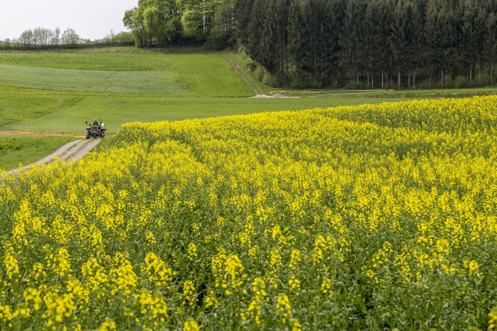 Rapsfeld-Ostschweiz