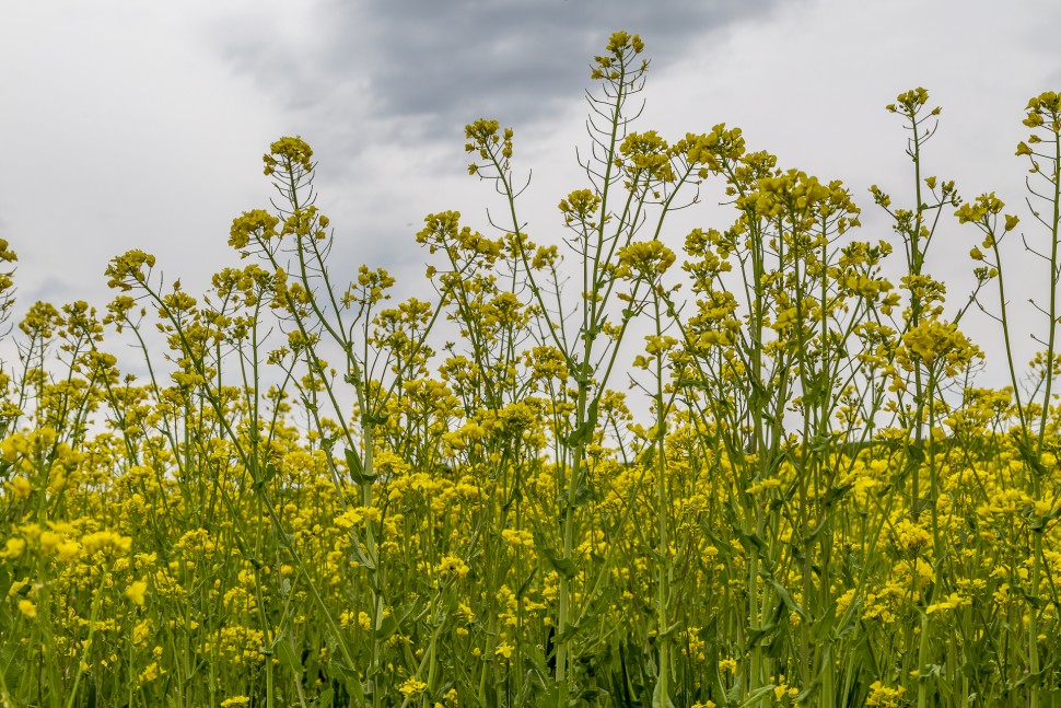 Rapsfelder-Frühling