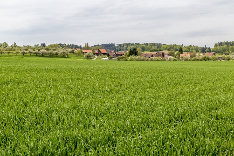 Underdorf-Thurgau