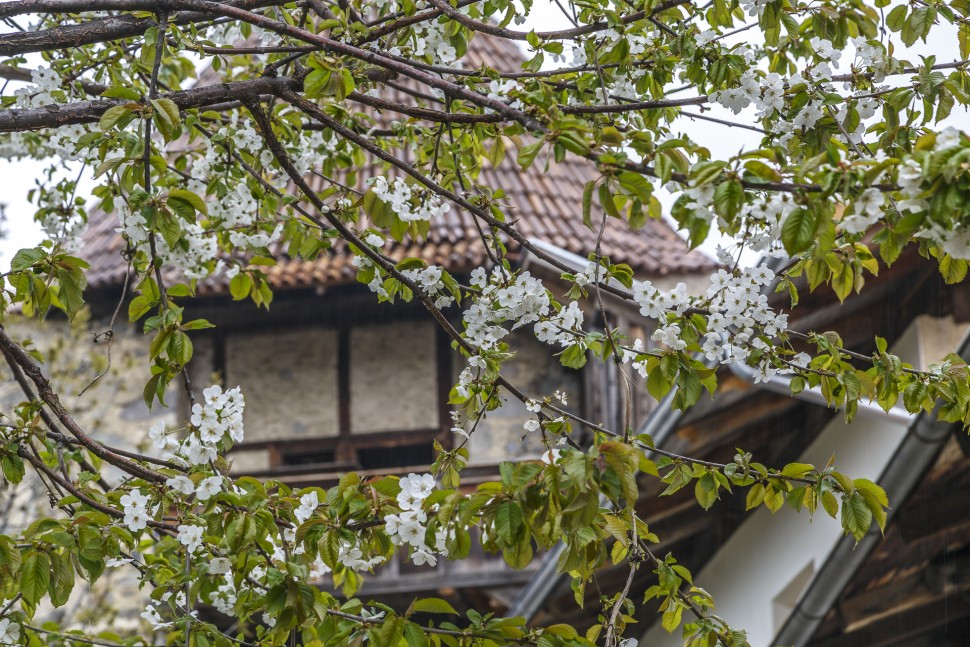 Vinschgau-Fruehling