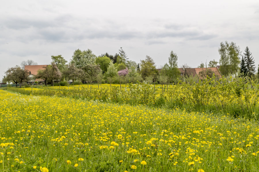 Wanderung zur Kartause Ittingen im Thurgau