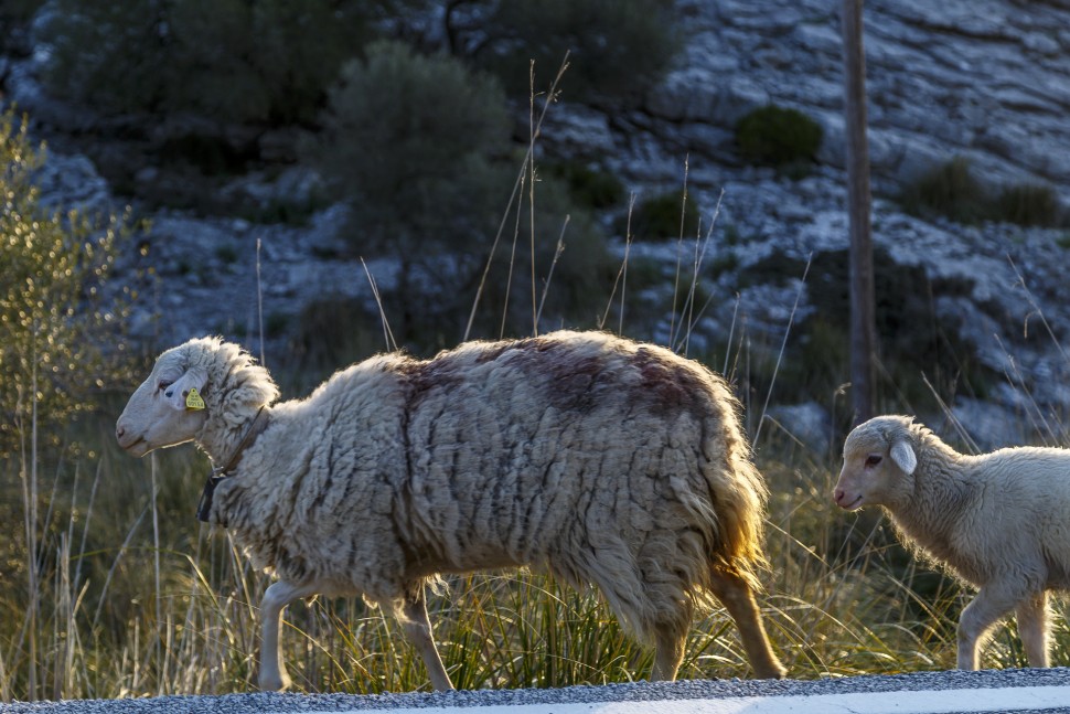 Serra-de-Tramuntana-Raodtrip