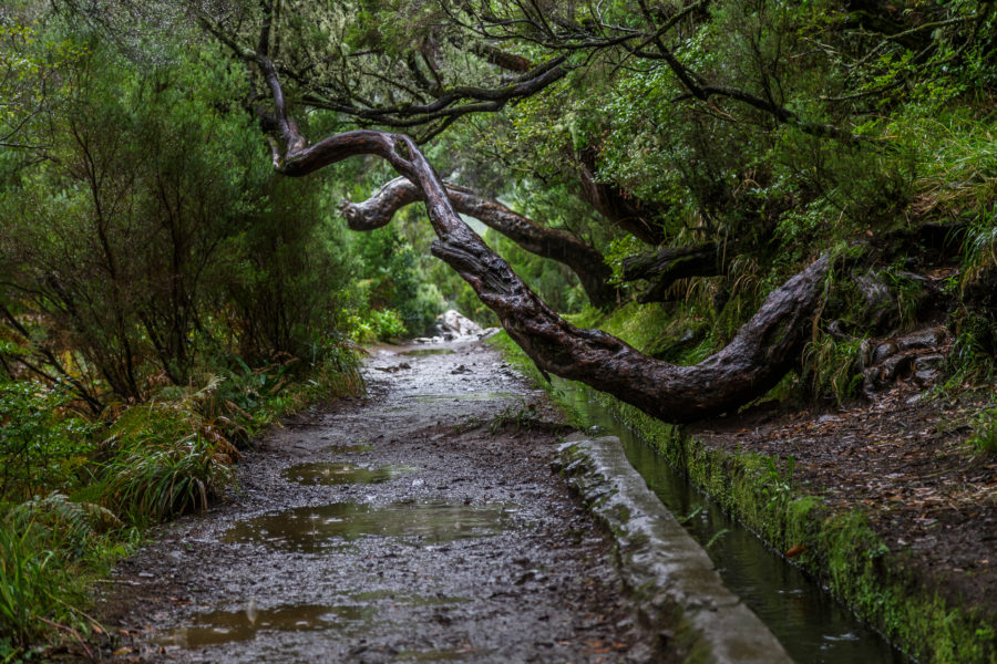 Wandern und Wundern auf Madeira