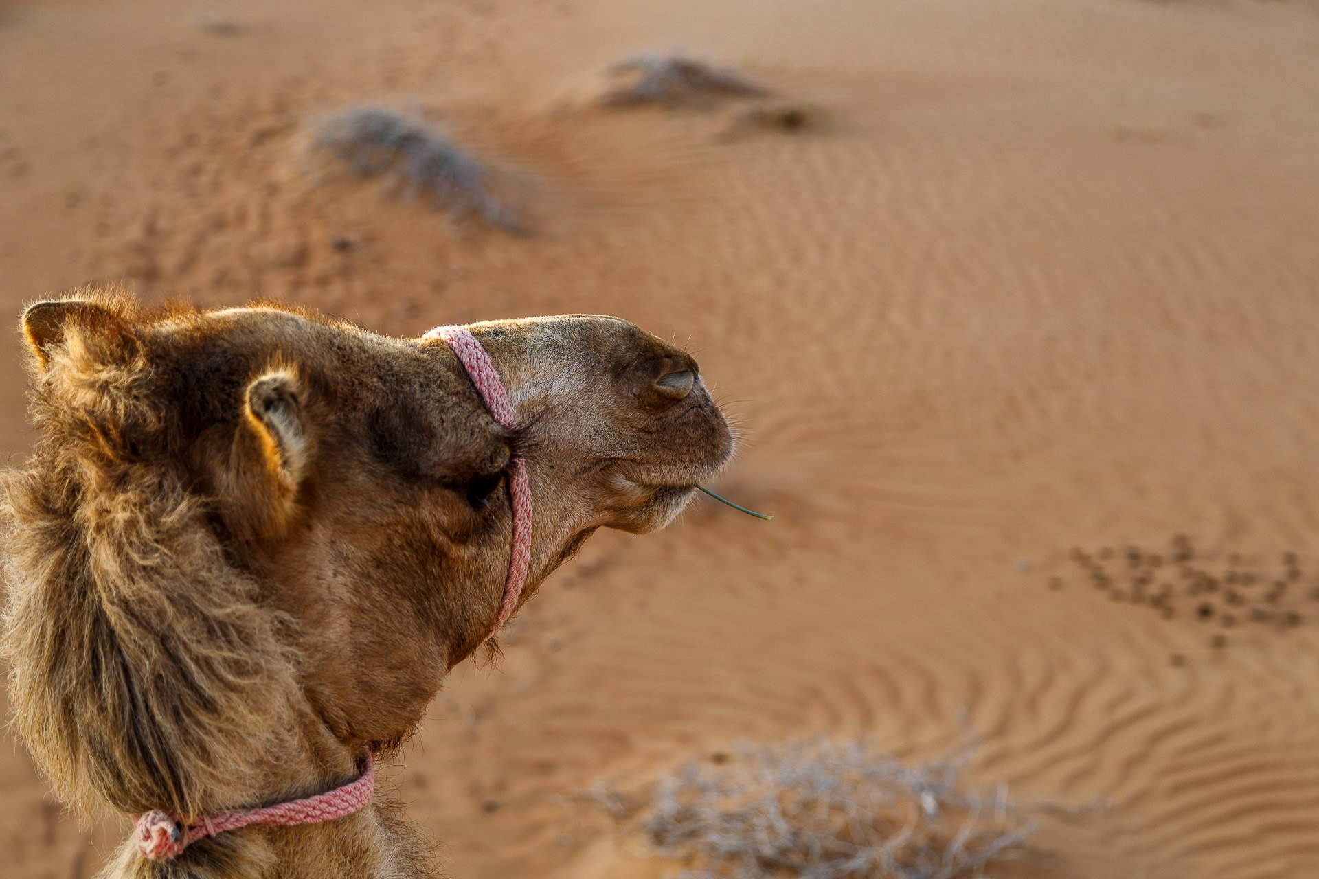 Kamel-Oman-Wueste