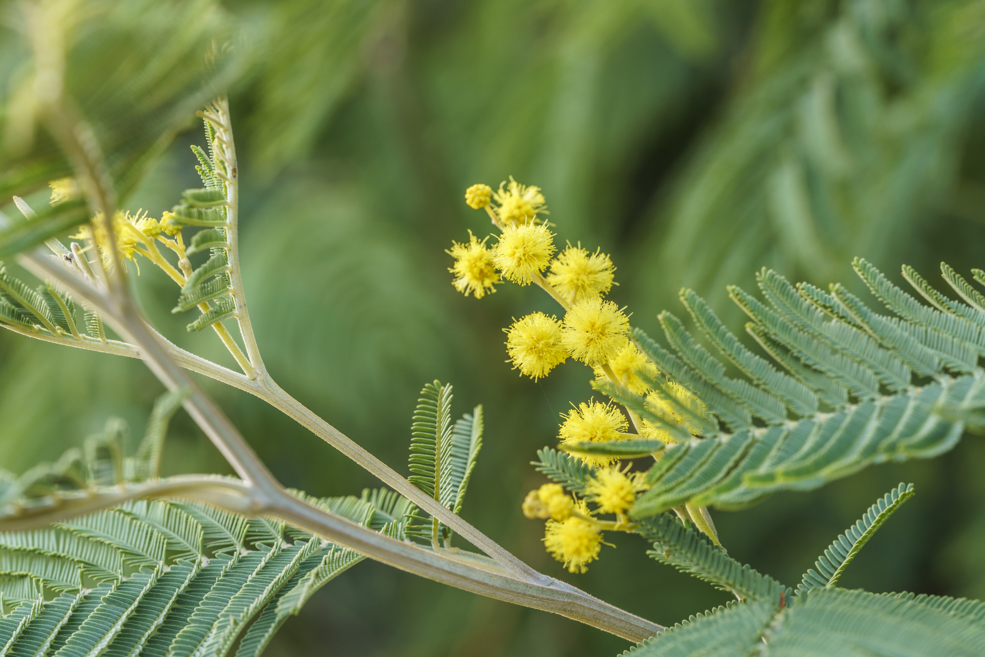 Wilde Mimosa in Tanneron