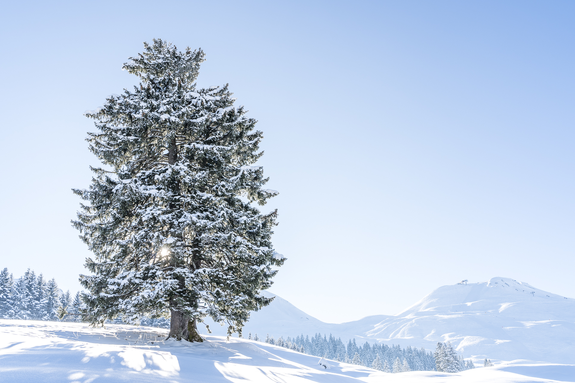 Einsamer Baum im Winter