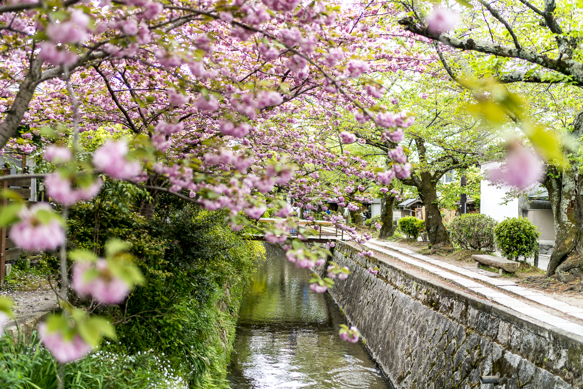 Philosopher's Path Kyoto