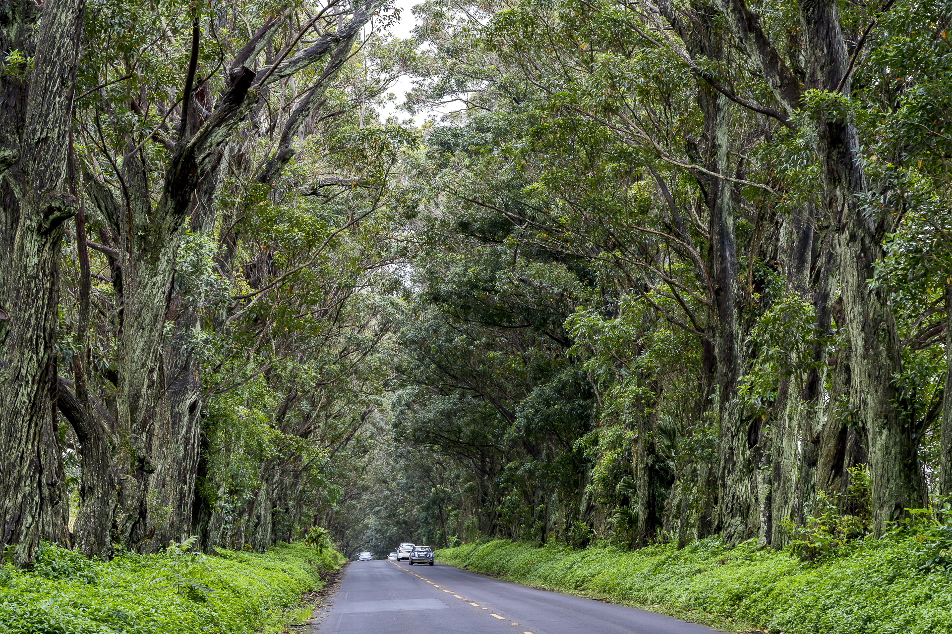 Tree Tunnel Kauai