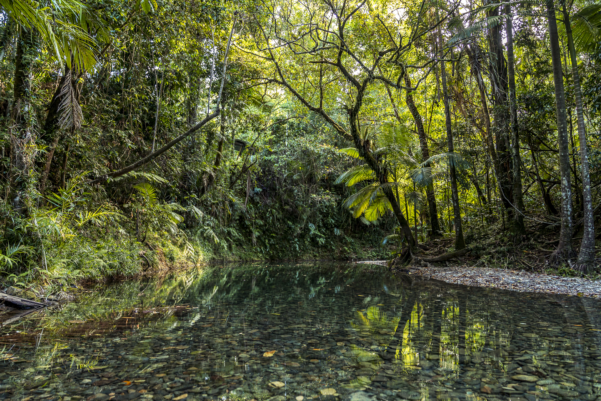 Billagon Daintree Rainforest