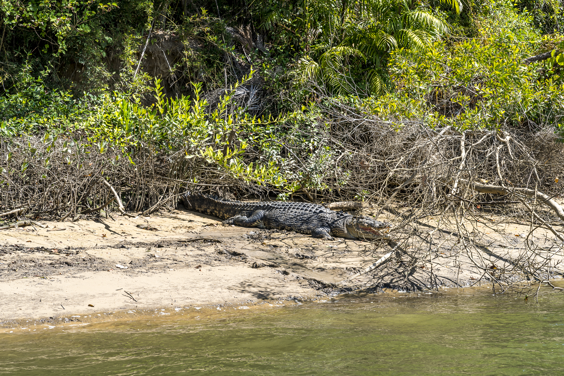 Krokodil in Queensland