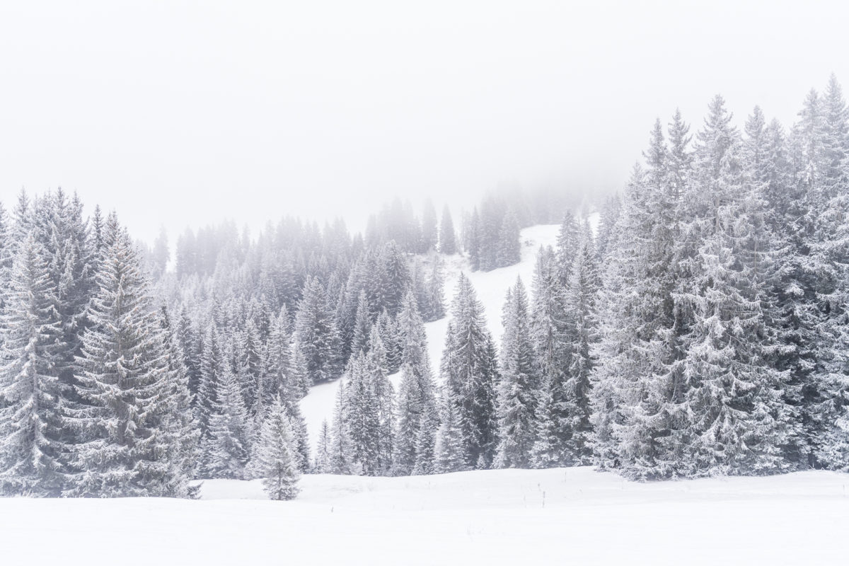 Schneebedeckte Tannen Winter