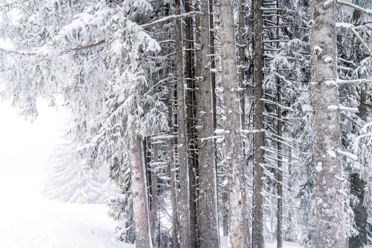 Wald Winterlandschaft