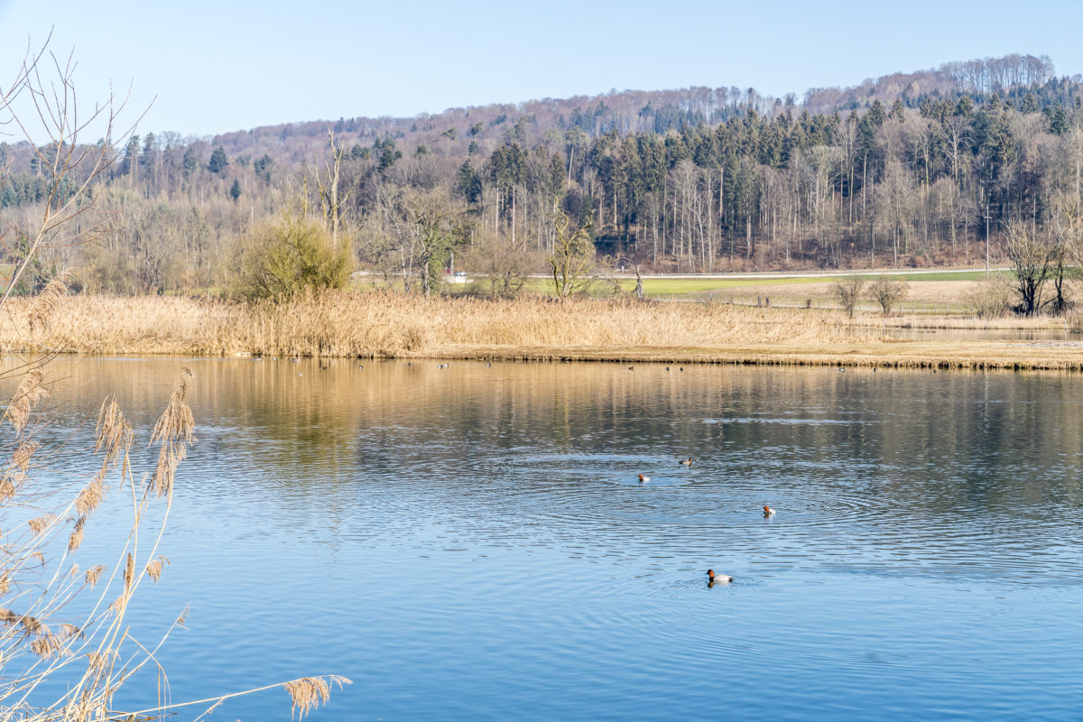 Vogelbeobachtung am Flachsee