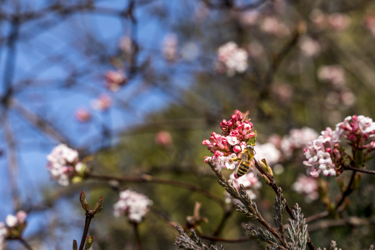 Frühling Blüten und Bienen