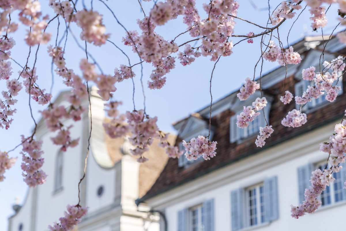 Küssnacht Blüte