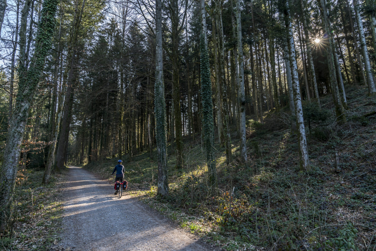 Luzerner Hinterland Wald