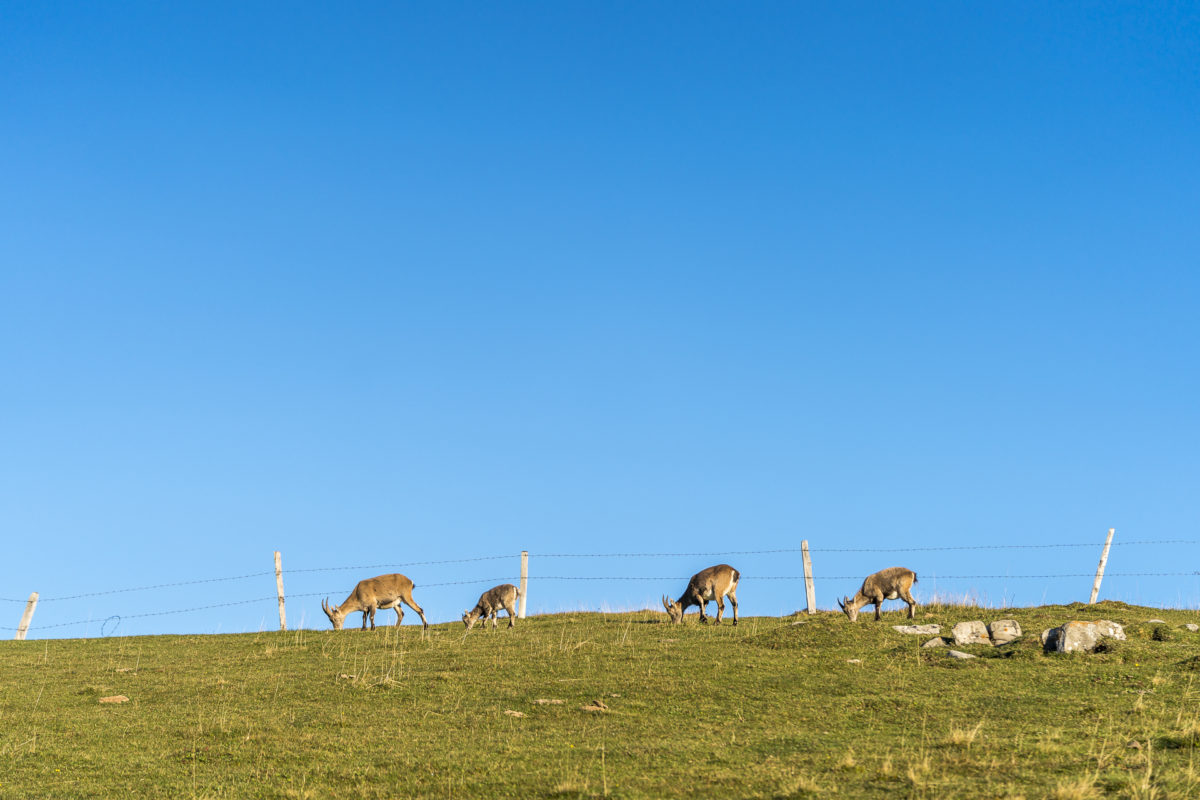 Steinwildbeobachtung