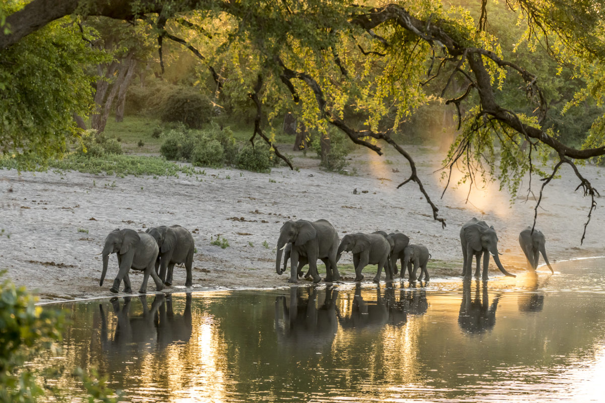 Elefanten Namibia