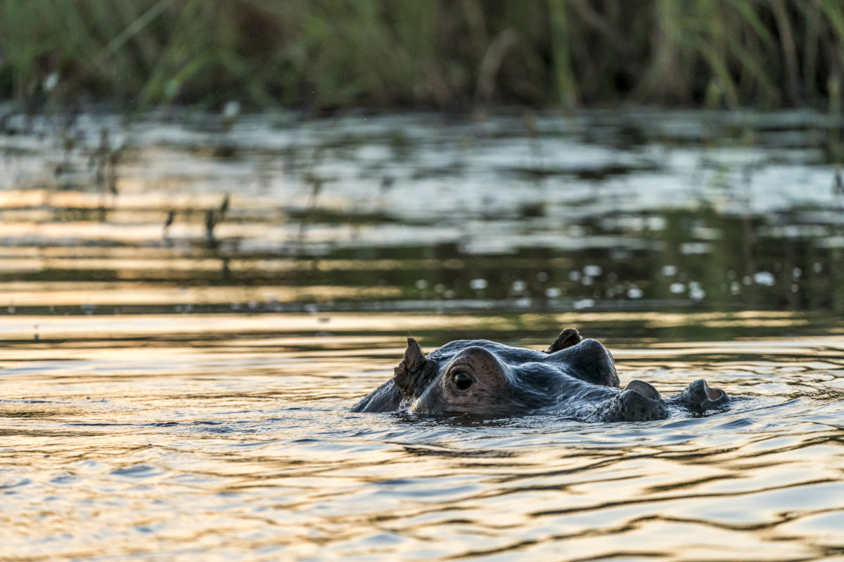 Hippo Namibia