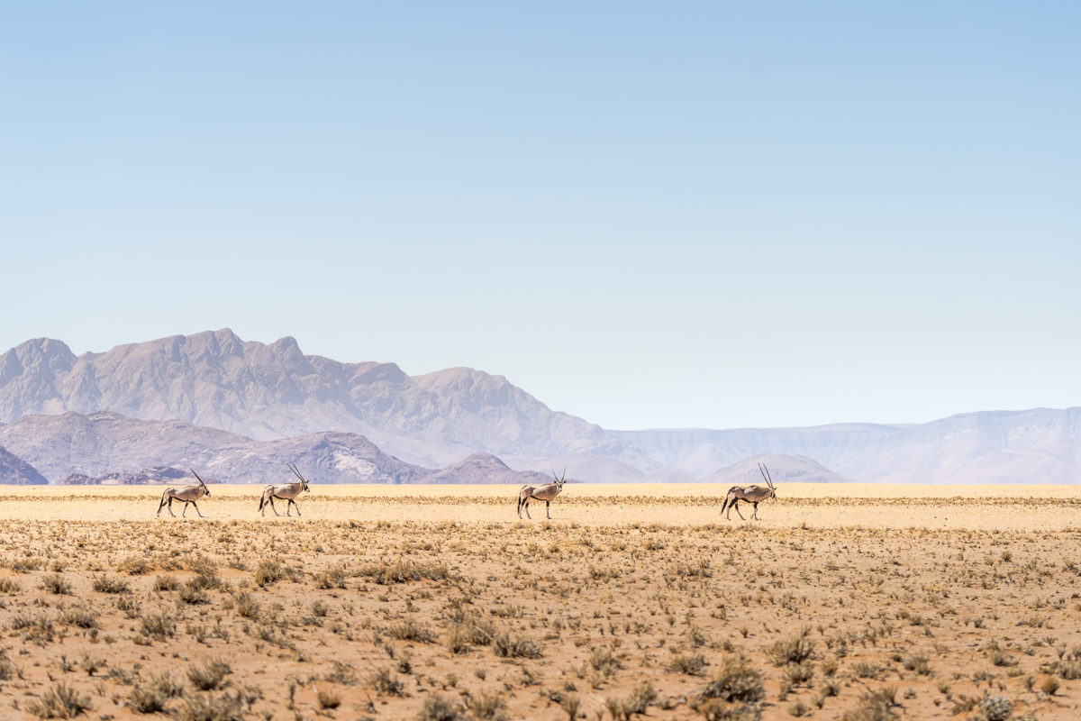 Oryx Namibia