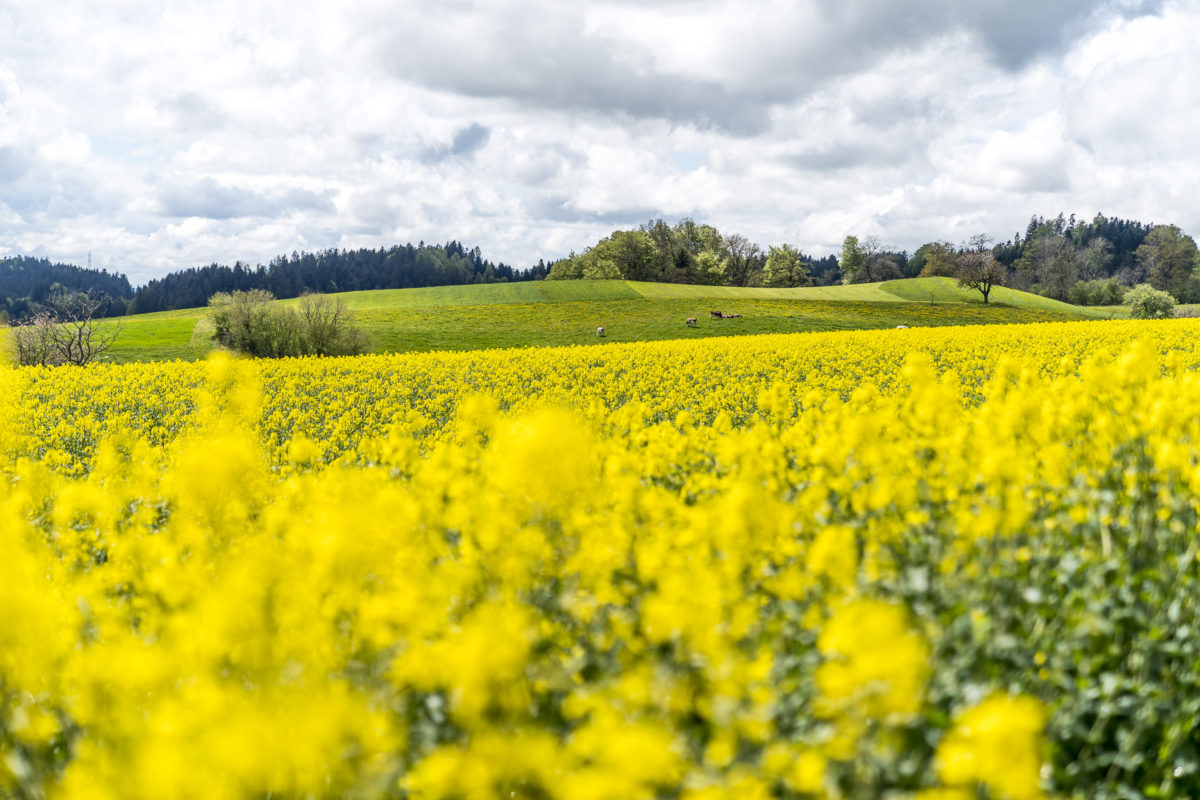 Rapsfeld Emmental