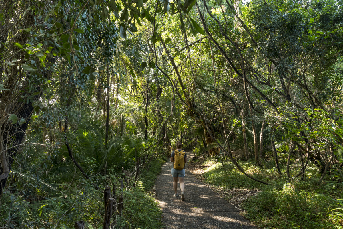 Regenwald Victoria Falls