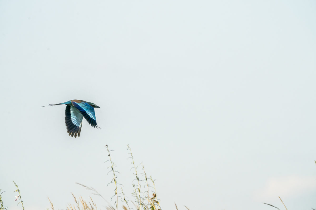 Vogelbeobachtung in Namibia