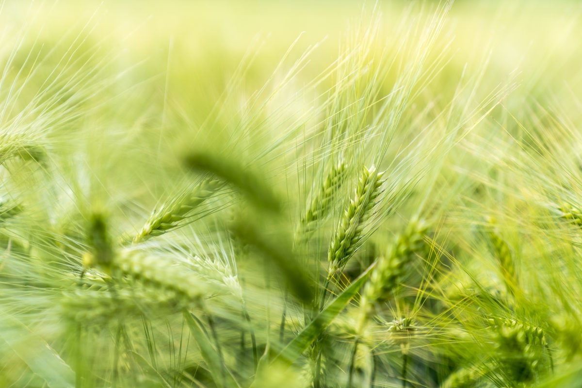 Getreide Landwirtschaft