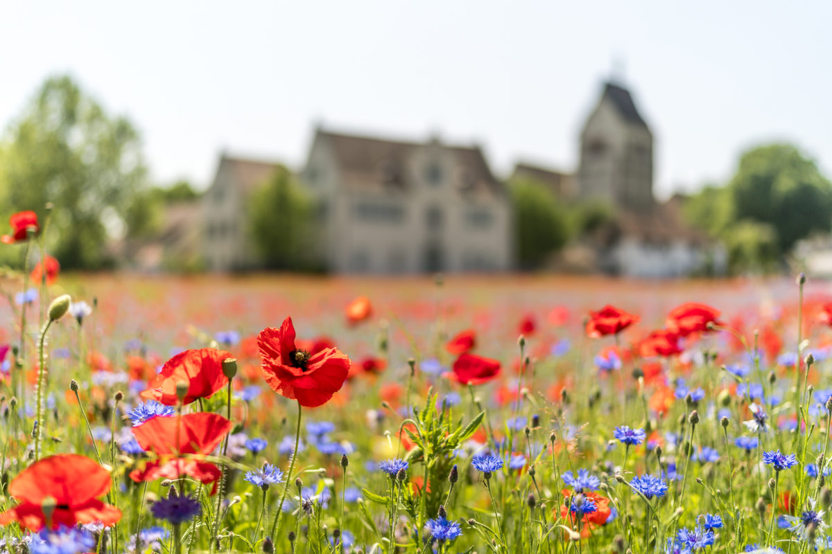 Insel Reichenau Blumen