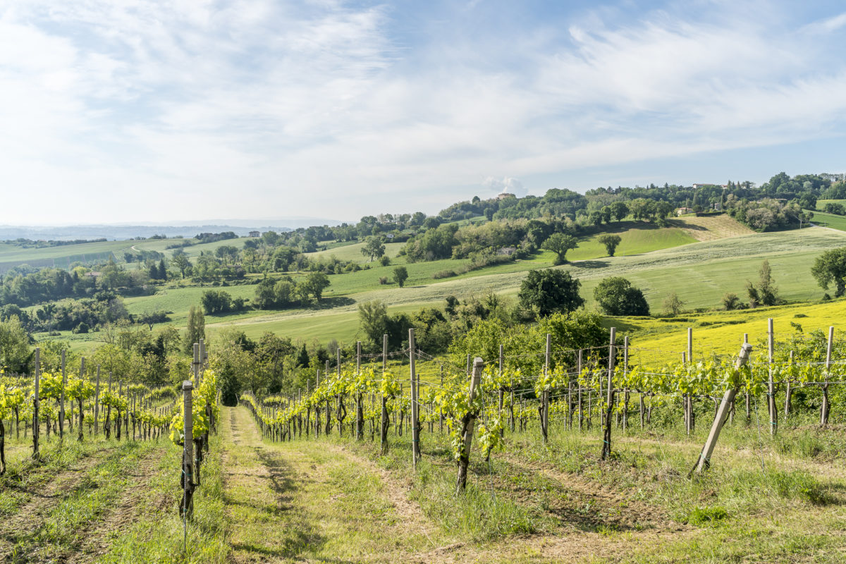 Wein Marken Verdicchio