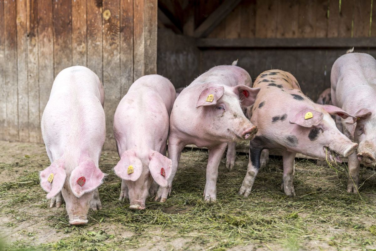 Alpschweine Aussermelang Alm