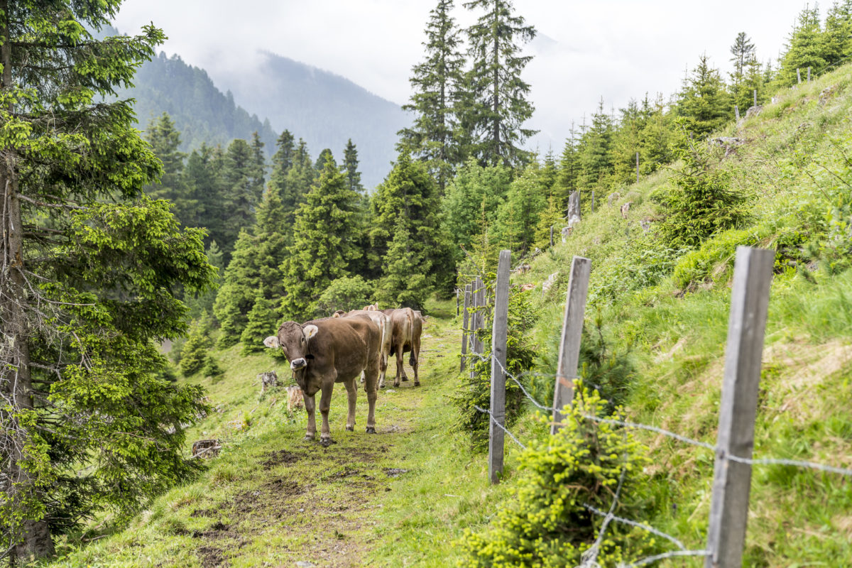 Alpweiden Tirol