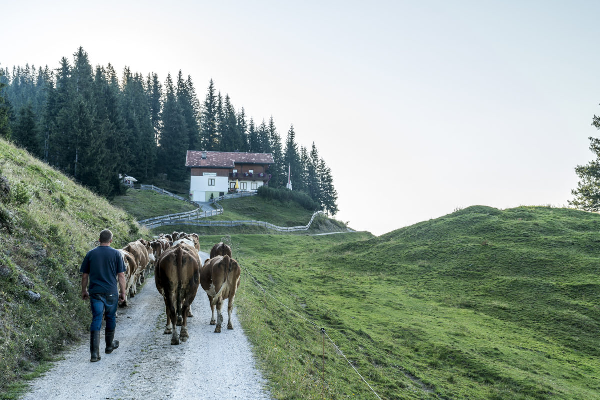 Burgeralm Alpweiden