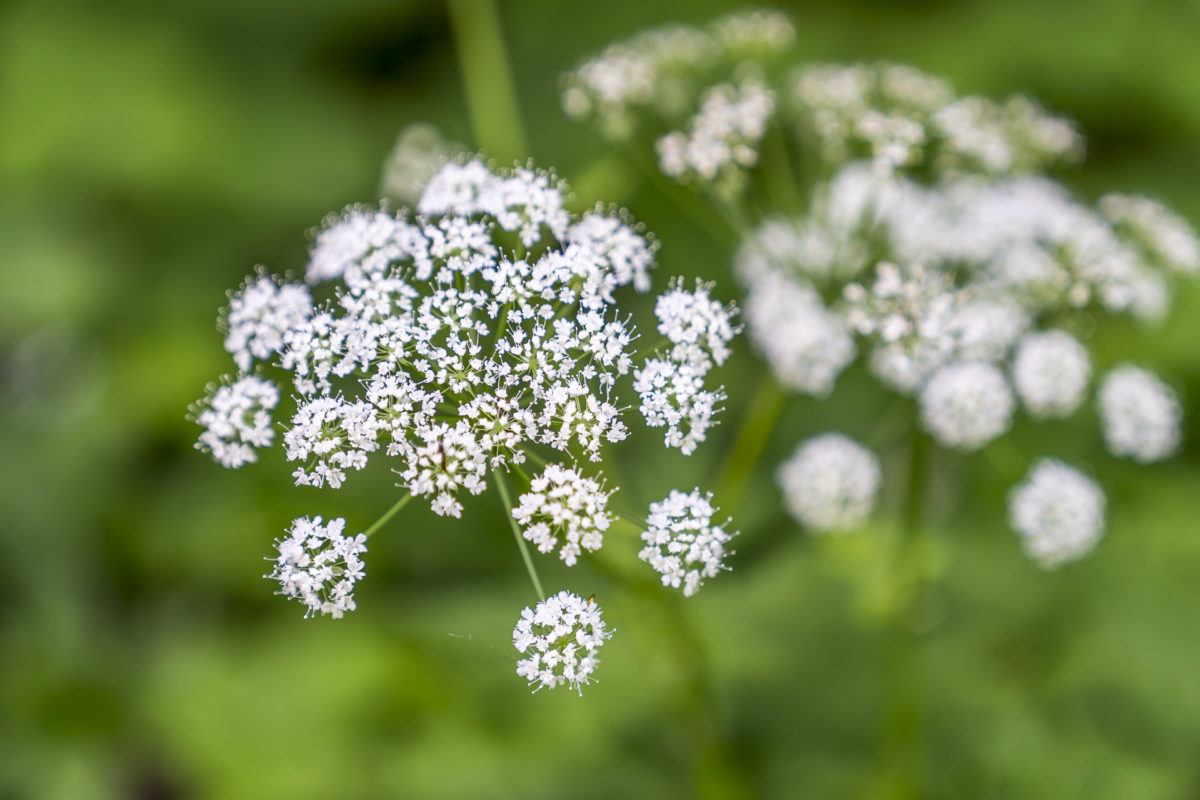 Details Waldblume