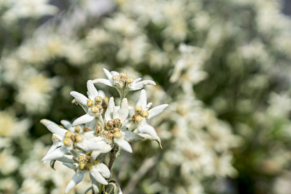 Edelweiss Diwisa Gin