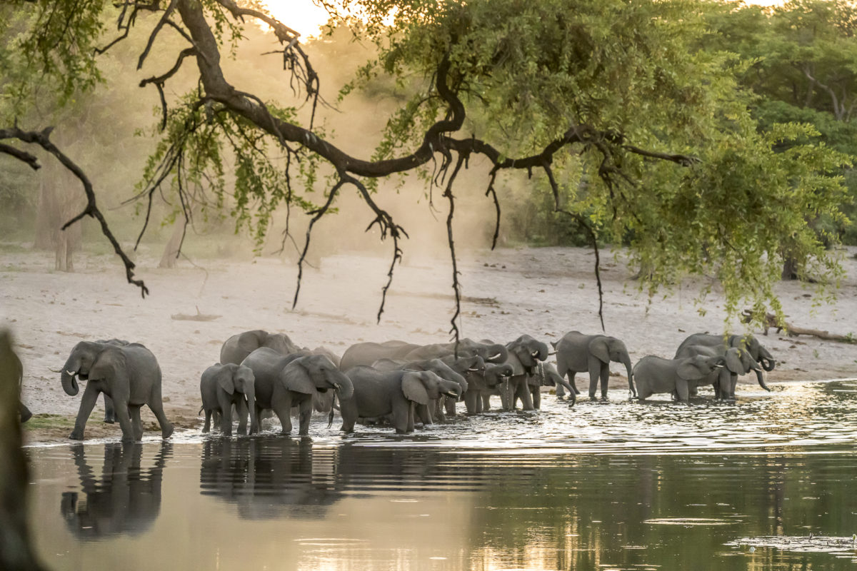 Elefantenherde Bwabwata Nationalpark