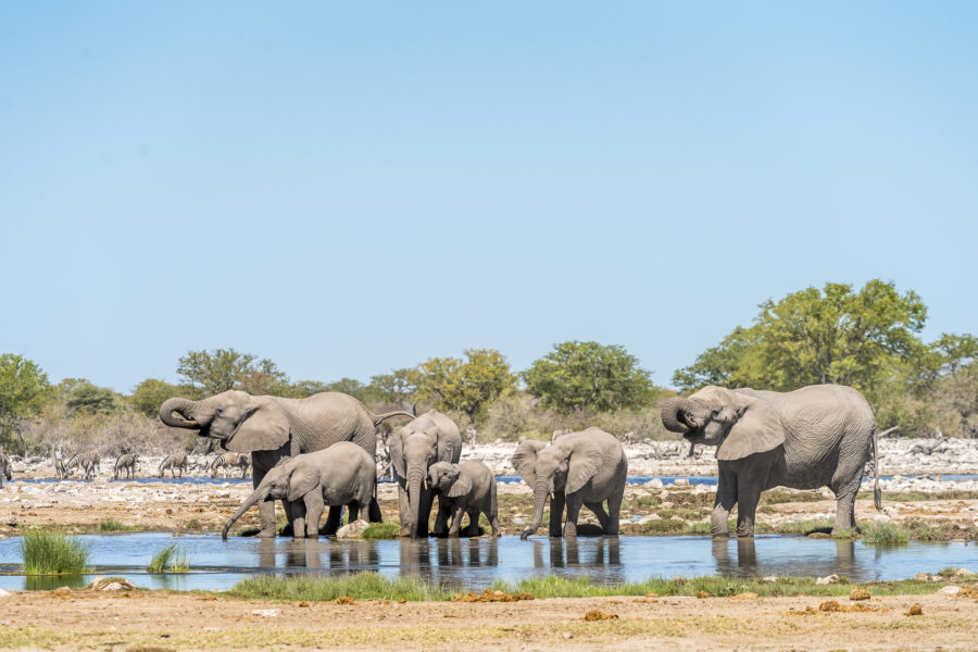Elefantenherde Etosha Nationalpark