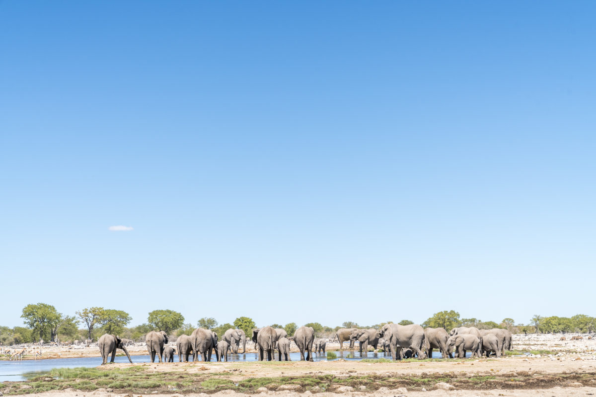 Elefantenherde Wasserloch Etosha