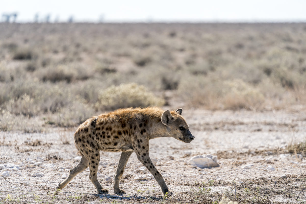 Etosha Hyäne