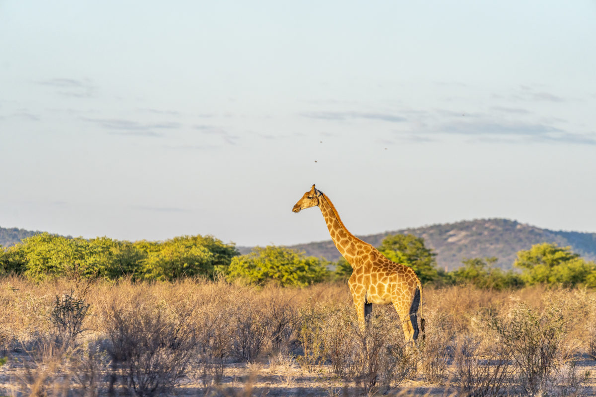 Giraffe im Etosha Nationalpark