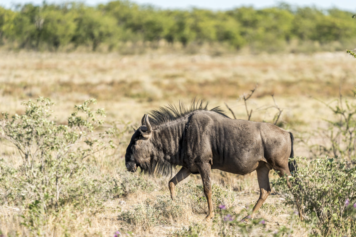 Gnu Etosha Nationalpark