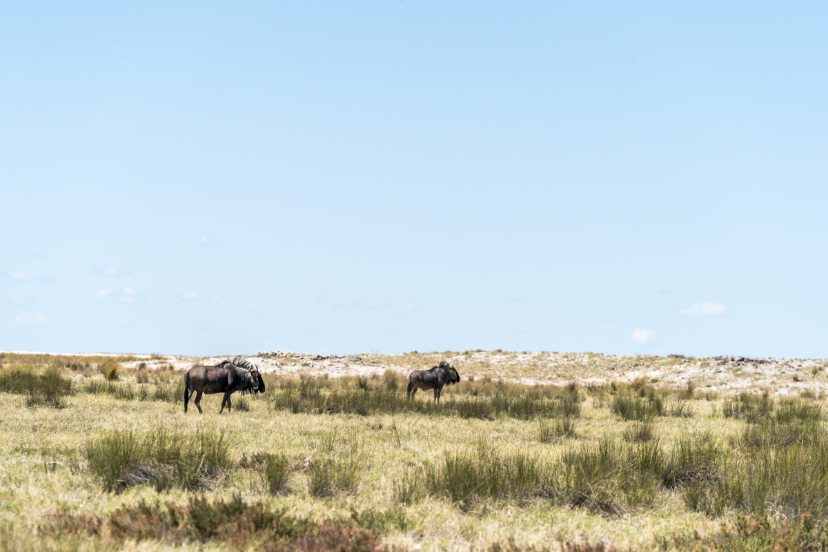 Gnus Etosha Nationalpark