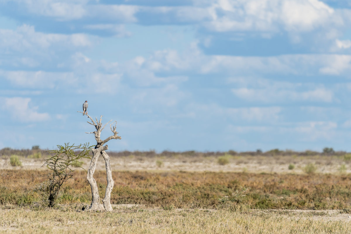 Greifvogel im Etosha Nationalpark