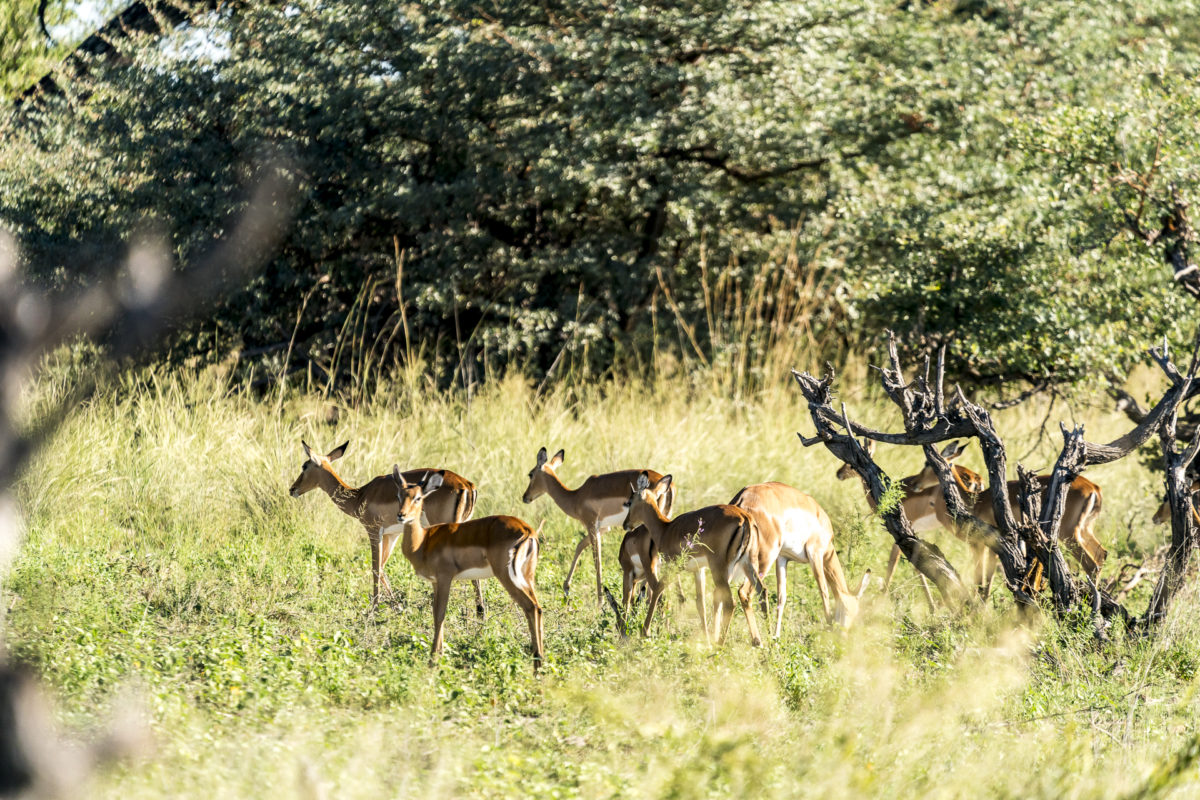 Impalas Safari