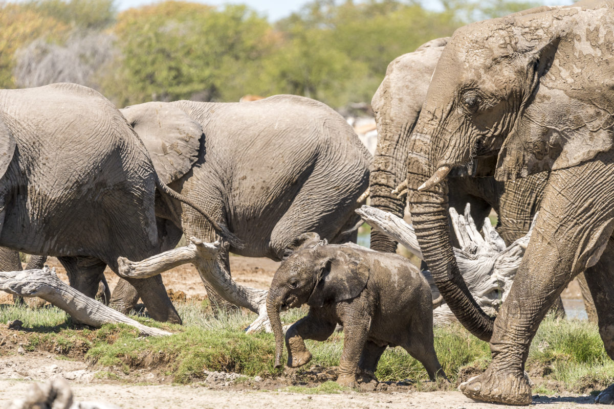 Junger Elefant mit Herde