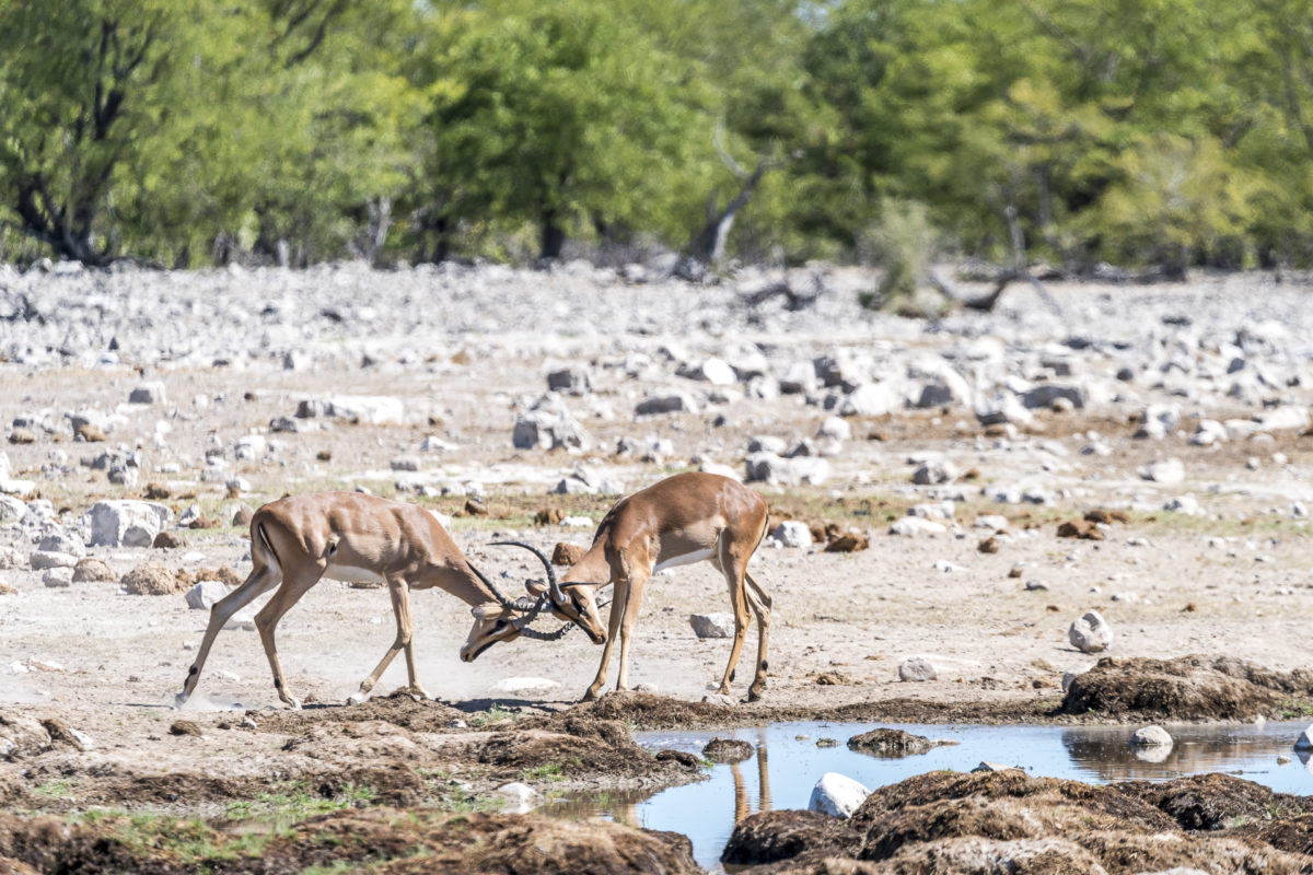 Kämpfende Impalas